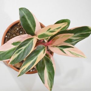 Meet your Posher, Fern